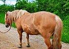 Biscuit - Gelding in Bemidji, MN Biscuit - Gelding in Bemidji, MN
