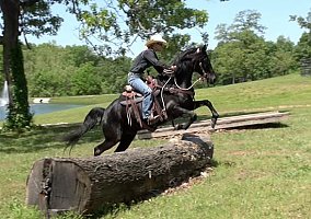Rocky Mountain Horse (Rocky Mountain Horse, Gelding) in TN