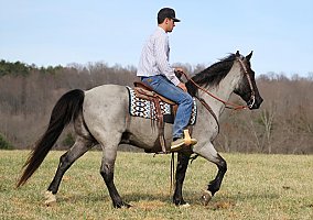Missouri Fox Trotter (Missouri Fox Trotter, Mare) in TN