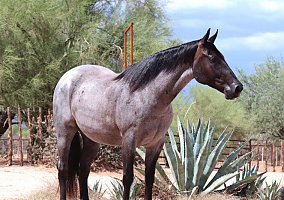 Quarter Horse (Quarter Horse, Gelding) in TN