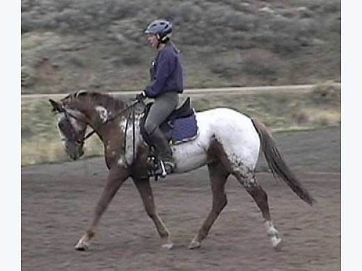 Cute Horse for Child Or Smaller Adult