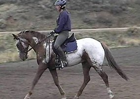 Appaloosa (Appaloosa, Mare) in Emmett, ID