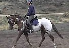 Appaloosa - Horse for Sale in Emmett, ID Appaloosa - Horse for Sale in Emmett, ID