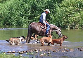Quarter Horse (Quarter Horse, Gelding) in TN