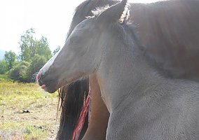 Shire (Shire, Stallion) in Priest River, ID