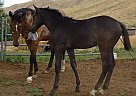 Appendix - Horse for Sale in Emmett, ID Appendix - Horse for Sale in Emmett, ID
