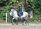Lipizzan - Horse for Sale in Koege, 4600 Lipizzan - Horse for Sale in Koege, 4600