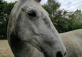 Lipizzan