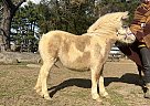 Miniature - Horse for Sale in Morrisville, VA 22712 Miniature - Horse for Sale in Morrisville, VA 22712