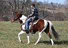 Missouri Fox Trotter - Horse for Sale in , TN 38128