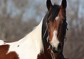 Missouri Fox Trotter (Missouri Fox Trotter, Mare) in TN