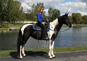 Missouri Fox Trotter (Missouri Fox Trotter, Mare) in TN