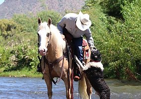 Quarter Horse (Quarter Horse, Gelding) in TN