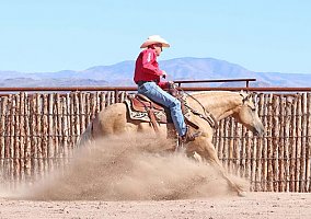 Quarter Horse (Quarter Horse, Gelding) in TN