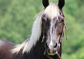 Rocky Mountain Horse (Rocky Mountain Horse, Mare) in TN