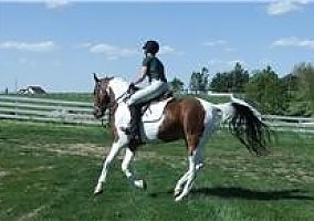 Arabian (Arabian, Gelding) in Hanover, IL