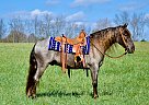 Tennessee Walking - Horse for Sale in Crab Orchard, KY 36759404