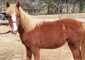 1Yr old Quarter Horse Quarter Horse Mare