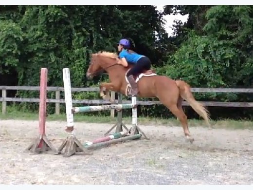 2000 Chestnut Welsh Pony Quarter Horse Cross Gelding $6, 500