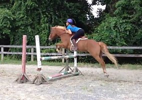 Welsh Pony and Cob (Welsh Pony and Cob, Gelding) in Potomac, MD