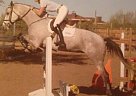 Dream Mare for Sale Holsteiner Mare