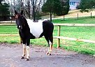 Horse for Sale Pintabian Mare