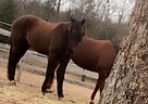 6Y/O TWH Gelding Tennessee Walking Gelding