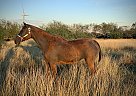 Bashkir Curly - Horse for Sale in Mathis, TX 78368