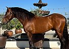 Andalusian - Horse for Sale in , CA 93270