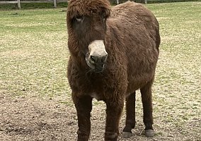 Donkey (Donkey, Mare) in Chapel Hill, NC