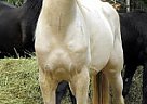 - Stallion in Charlottte, NC - Stallion in Charlottte, NC