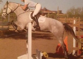 Warmblood (Warmblood, Mare) in Mesa, AZ