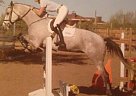 Holsteiner - Horse for Sale in Mesa, AZ 85205