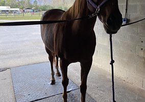 Thoroughbred (Thoroughbred, Gelding) in Holiday, FL