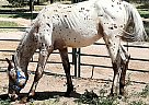 Bolt - Stallion in Elbert, CO Bolt - Stallion in Elbert, CO
