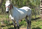 Other - Horse for Sale in Humble, TX 77396