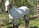 Other - Horse for Sale in Humble, TX 77396 Other - Horse for Sale in Humble, TX 77396