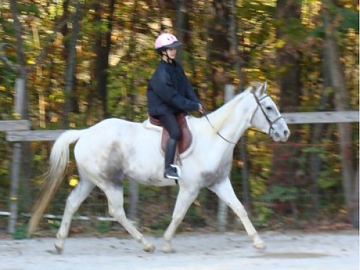 Mocha Is an Energetic Loving Horse