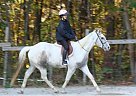 Paint - Horse for Sale in Cedar Lake, IN 46303 Paint - Horse for Sale in Cedar Lake, IN 46303
