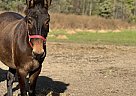 Mule - Horse for Sale in Avoca, MI 48006