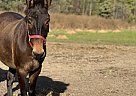 Mule - Horse for Sale in Avoca, MI 48006 Mule - Horse for Sale in Avoca, MI 48006