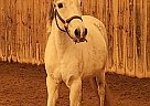 Paso Fino - Horse for Sale in Port Colborne, ON L3K 2Y4