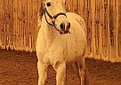 Paso Fino - Horse for Sale in Port Colborne, ON L3K 2Y4 Paso Fino - Horse for Sale in Port Colborne, ON L3K 2Y4