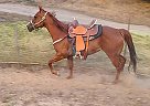 Quarter Horse - Horse for Sale in Salinas, CA 93907 Quarter Horse - Horse for Sale in Salinas, CA 93907