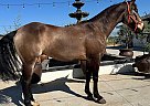 Azteca - Horse for Sale in , CA 93270