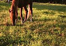 Beautiful Tennessee Walking Hors... Tennessee Walking Gelding