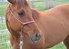 Beautiful Red Dun Quarter Horse ... Quarter Horse Mare