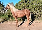 Andalusian - Horse for Sale in ACTON, CA 93510