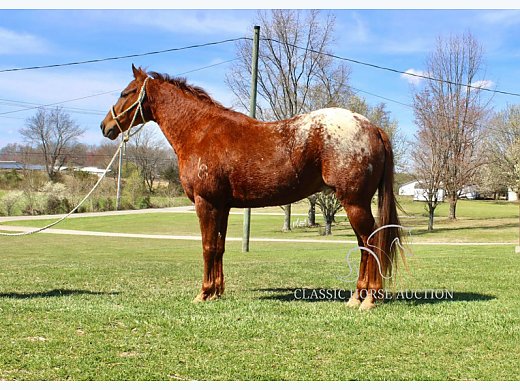 Appaloosa Gelding