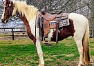 Paint - Horse for Sale in Xenia, OH 45385 Paint - Horse for Sale in Xenia, OH 45385